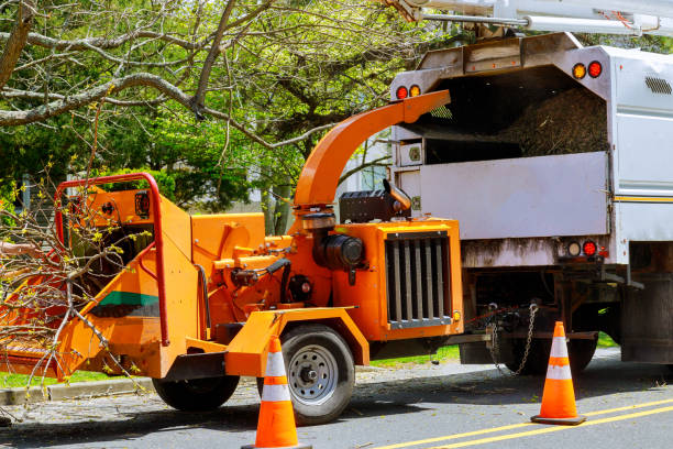 Best Commercial Tree Services  in Chackbay, LA